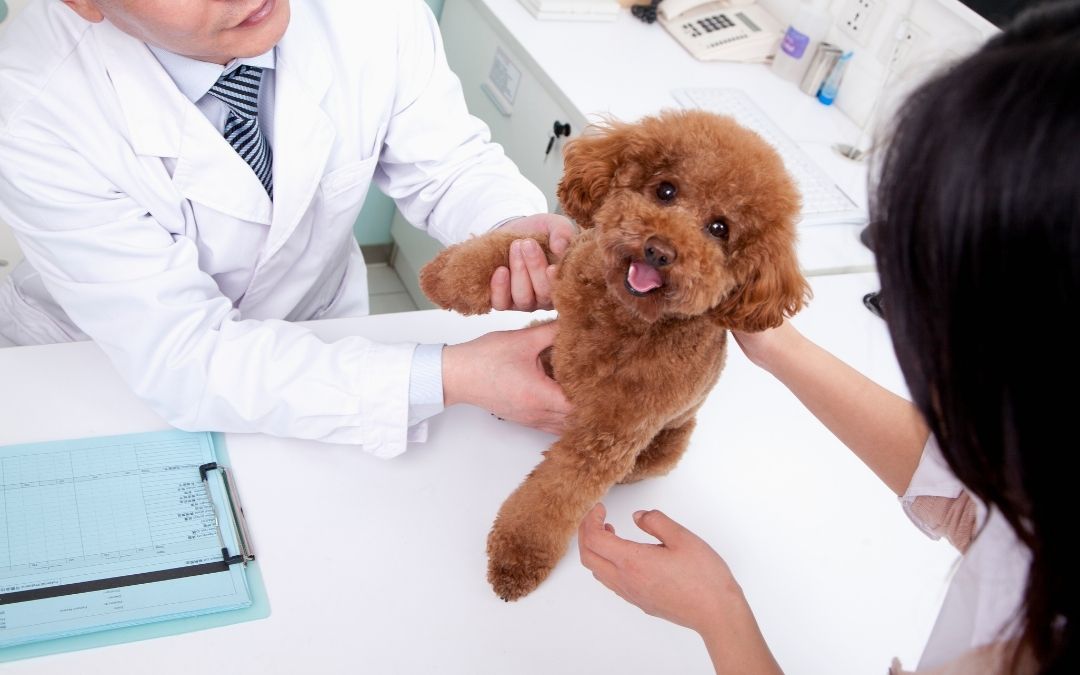 Quando devo vaccinare il mio cane?